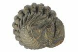 Wide, Bumpy Enrolled Morocops Trilobite #125147-1